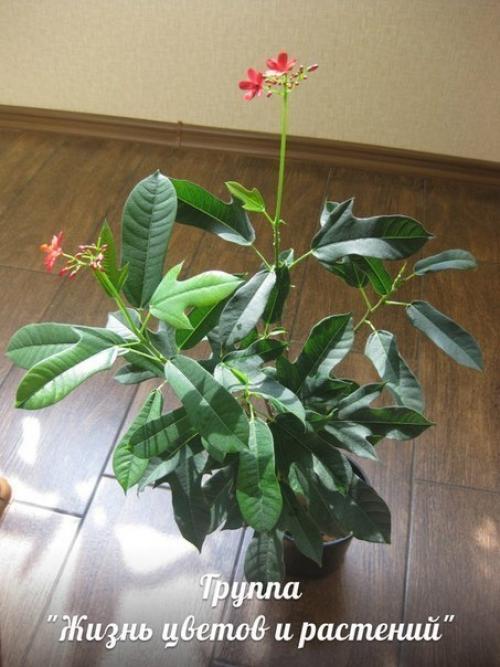 Ятрофа.  Правильный уход. 02