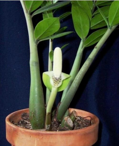 Как заставить цвести замиокулькас, важные приметы. 01