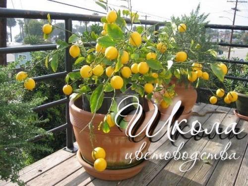 Лимон - уход в домашних условиях для настоящих цветоводов. 03 Лимон - уход в домашних условиях для настоящих цветоводов. 03