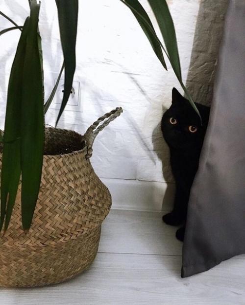 Отличный способ визуально разделить комнату на зону готовки и гостиной с помощью барной стойки. 04