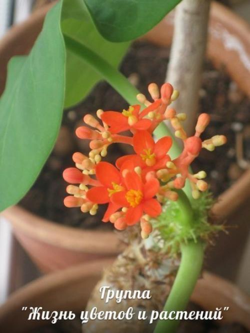 Ятрофа.  Правильный уход. 01