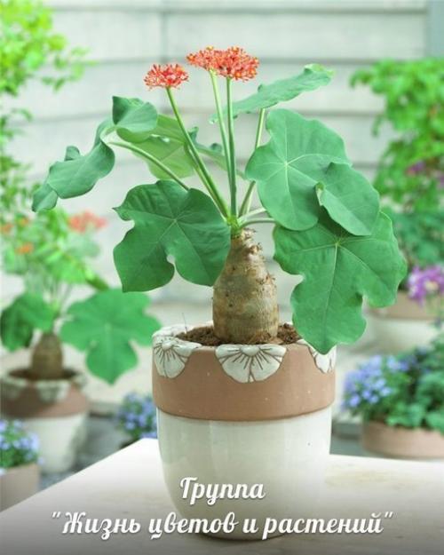 Ятрофа.  Правильный уход. 06