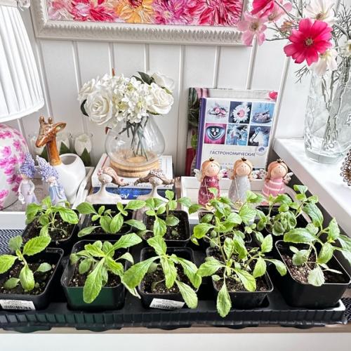 Ничто так не объединяет, как совместная трапеза! 06