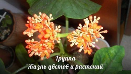 Ятрофа.  Правильный уход. 07