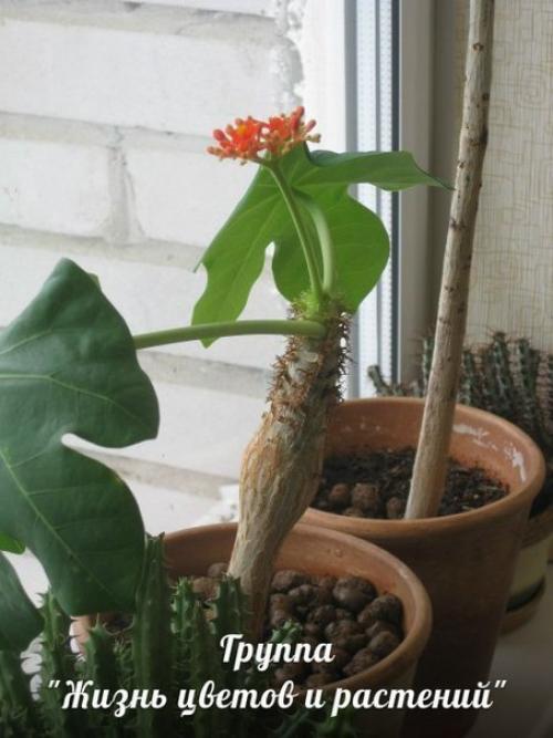 Ятрофа.  Правильный уход. 05