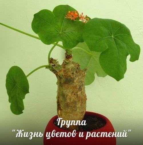 Ятрофа.  Правильный уход. 04