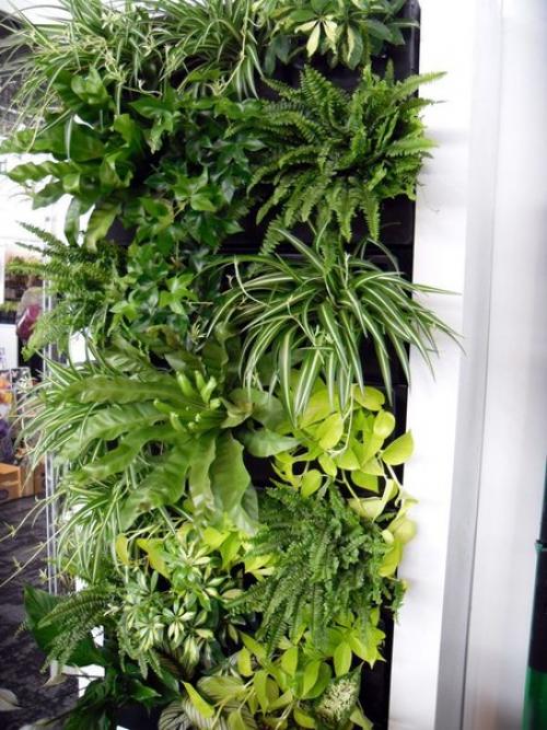 Вертикальное озеленение дома. 03