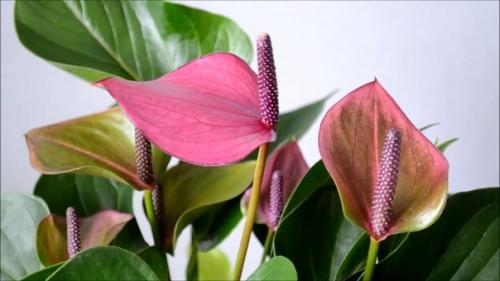 Ароидные_ лц. Антуриум_ лц. Антуриумбебипурпурл_ лц. 01