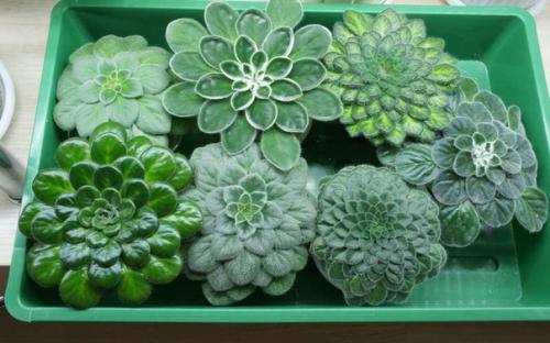 Петрокосмея (Petrocosmea). Описание. 03 Петрокосмея (Petrocosmea). Описание. 03