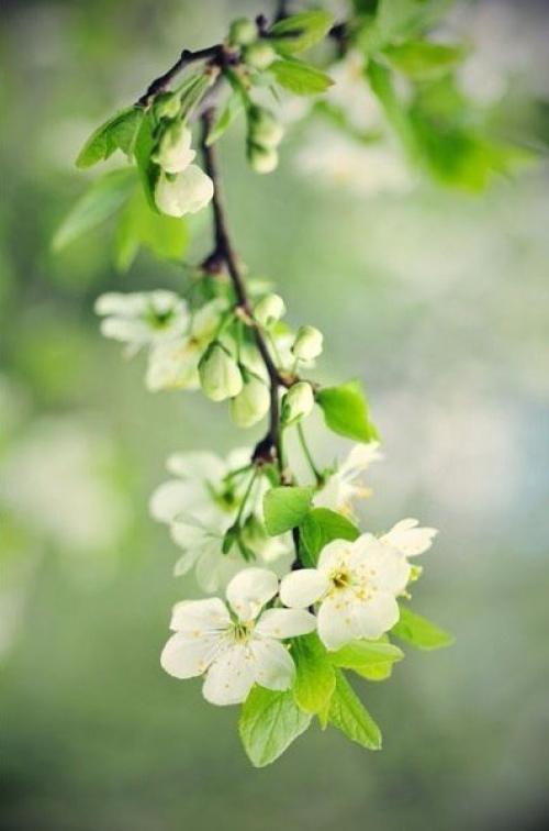 Весна уже к тебе стучится.