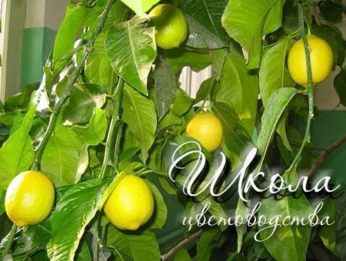 Лимон - уход в домашних условиях для настоящих цветоводов. 01 Лимон - уход в домашних условиях для настоящих цветоводов. 01