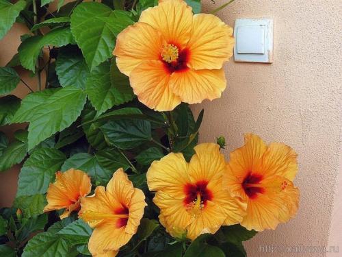 Топ - 10 растений, которые приносят в дом семейное счастье. 01