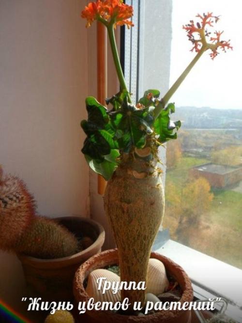 Ятрофа.  Правильный уход. 09