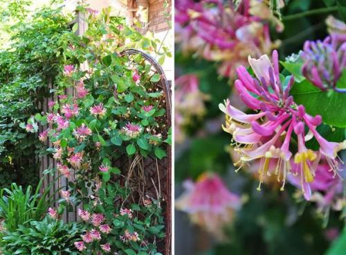 Жимолость каприфоль: цветет и пахнет так, что не описать словами. 02