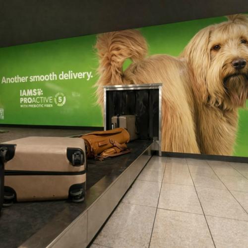 Кошки, собаки и чемоданы: самая странная рекламная кампания в истории аэропортов. Кошки, собаки и чемоданы: самая странная рекламная кампания в истории аэропортов.