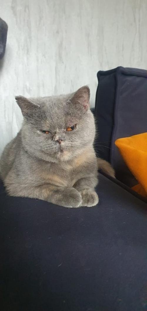 Шаня.  Весьма интересная лабрикошка. 01