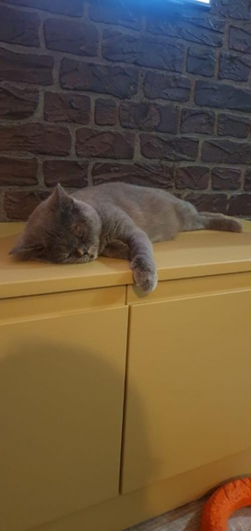 Шаня.  Весьма интересная лабрикошка. 03