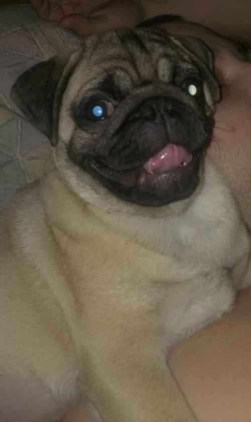 Хождение по мукам или как меня приучали к туалету. 02