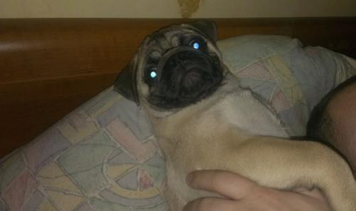 Хождение по мукам или как меня приучали к туалету. 01