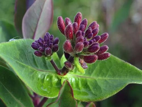 Жимолость каприфоль: цветет и пахнет так, что не описать словами. 03