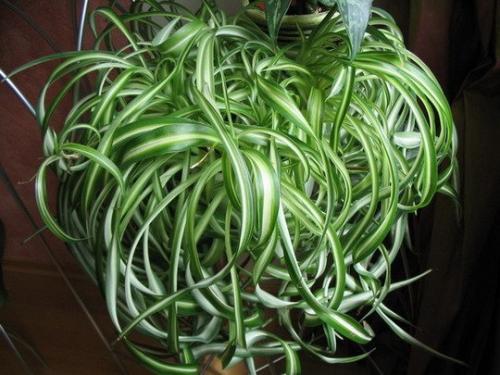 Полезные комнатные растения? 02