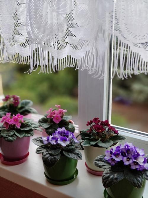 Домашний пост.  Мои комнатные цветы и вышивка в интерьере. 01