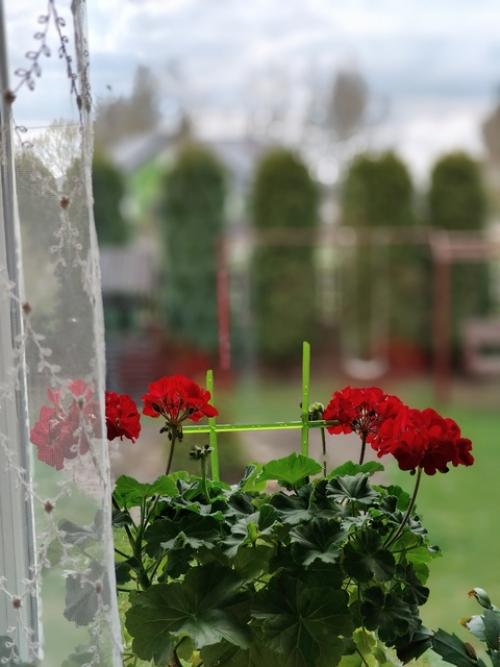 Домашний пост.  Мои комнатные цветы и вышивка в интерьере. 03