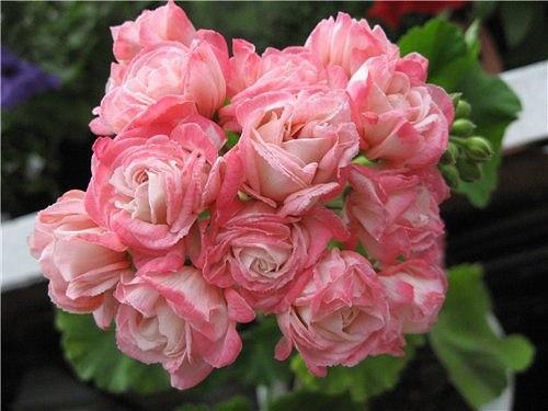 Виды пеларгоний.  Это важно знать. 01