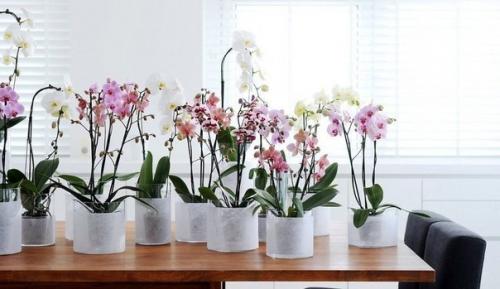 Как заставить орхидею фаленопсис зацвести? 

