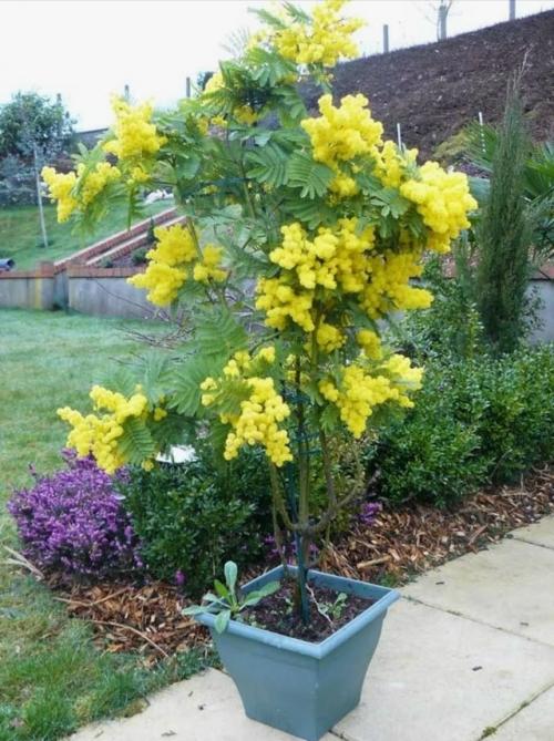 Мимоза комнатная акация серебристая. 

