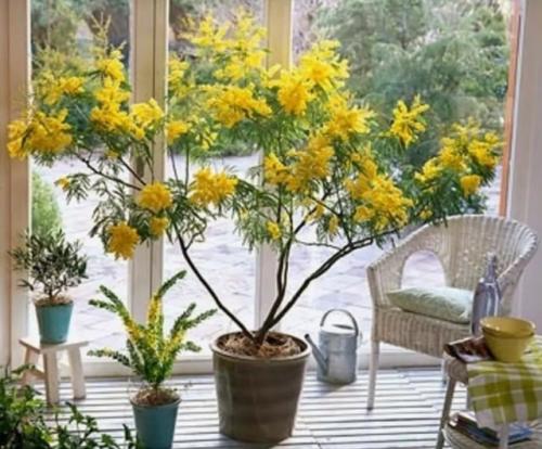 Мимоза комнатная акация серебристая. 01