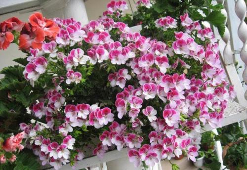 Виды пеларгоний.  Это важно знать. 04