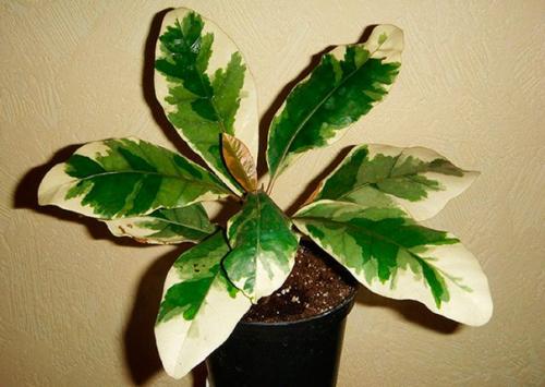 Пизония.  Пизонию можно смело причислить к обделенным вниманием экзотам, внешность которых легко спутать с более известными комнатными культурами. 02