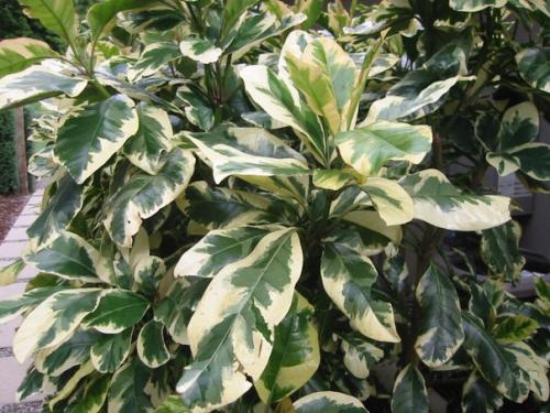 Пизония.  Пизонию можно смело причислить к обделенным вниманием экзотам, внешность которых легко спутать с более известными комнатными культурами. 01