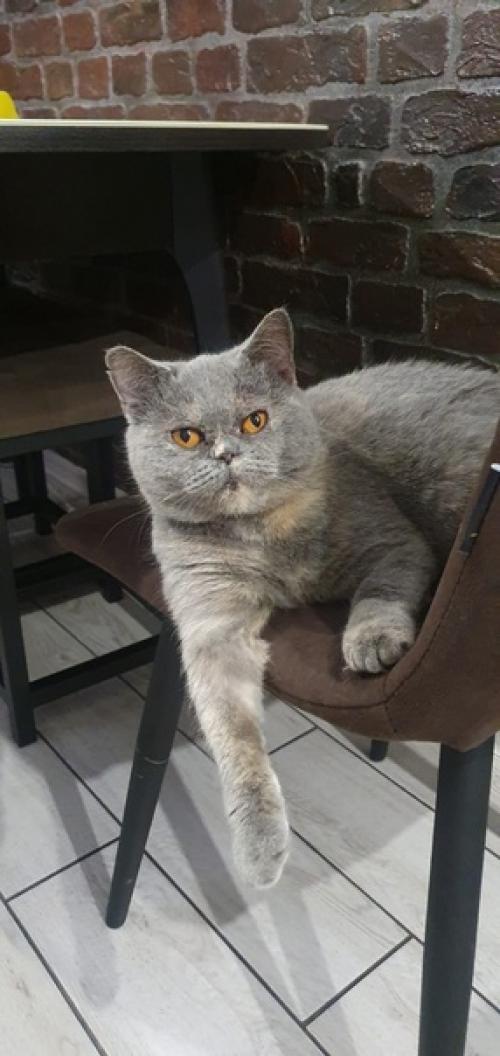 Шаня.  Весьма интересная лабрикошка. 02