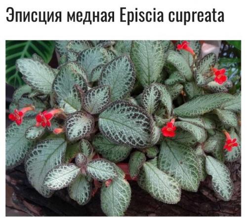 Одна из центральных фигур в семействе геснериевых - роскошная красавица с капризным нравом - эписция. 06