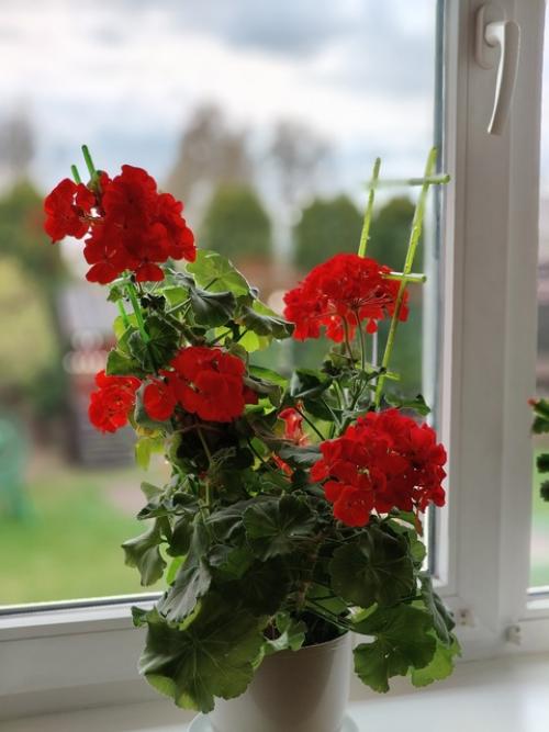 Домашний пост.  Мои комнатные цветы и вышивка в интерьере. 02