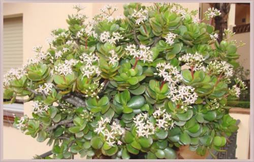 Как сформировать крону денежного дерева?