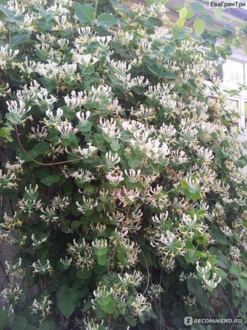 Жимолость каприфоль: цветет и пахнет так, что не описать словами. 04