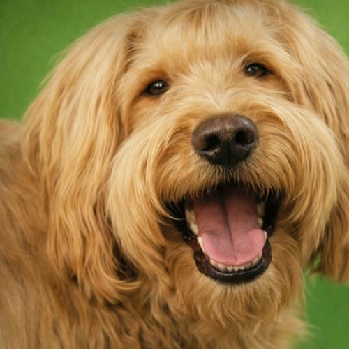 Кошки, собаки и чемоданы: самая странная рекламная кампания в истории аэропортов. 01 Кошки, собаки и чемоданы: самая странная рекламная кампания в истории аэропортов. 01