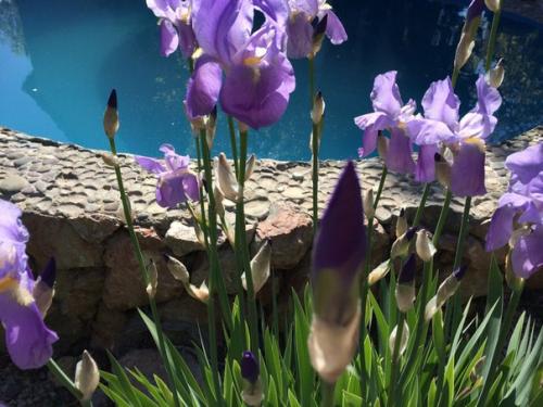 Ландшафтный дизайн в Доме Сновидений так же дело золотых Сашиных рук, как и все постройки и интерьеры комнат. 02