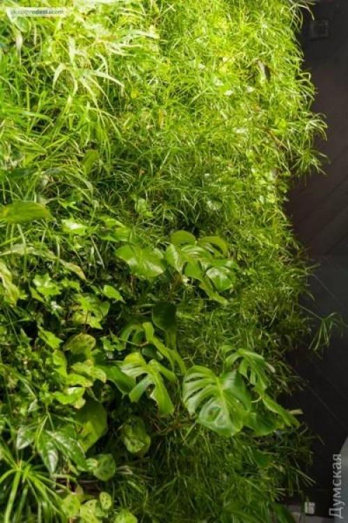 По примеру французов: Одессу предлагают озеленять вертикально. 05