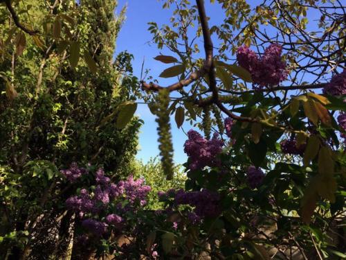 Ландшафтный дизайн в Доме Сновидений так же дело золотых Сашиных рук, как и все постройки и интерьеры комнат. 06