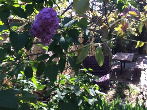 Ландшафтный дизайн в Доме Сновидений так же дело золотых Сашиных рук, как и все постройки и интерьеры комнат. 05