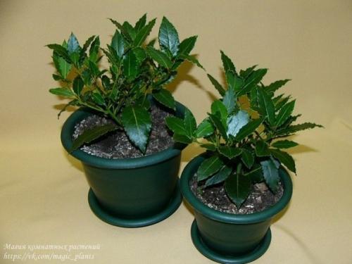 Лавр благородный. Плодовый сад в комнате. 01 Лавр благородный. Плодовый сад в комнате. 01