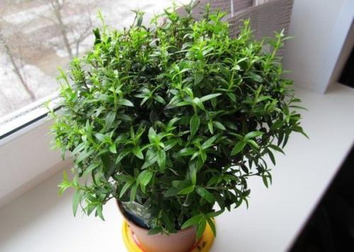 Залог долголетия мирта? 01