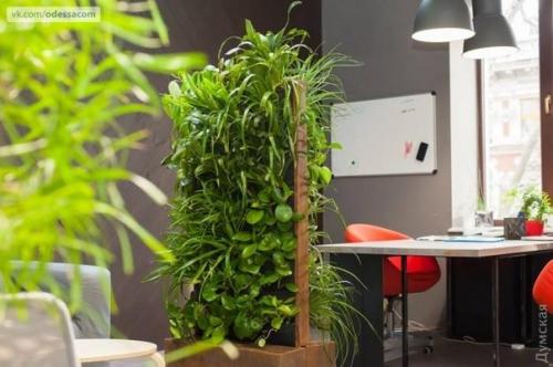 По примеру французов: Одессу предлагают озеленять вертикально. 04