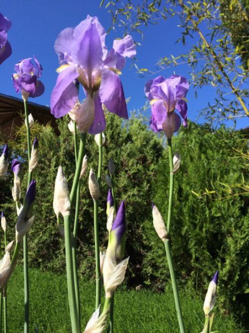 Ландшафтный дизайн в Доме Сновидений так же дело золотых Сашиных рук, как и все постройки и интерьеры комнат. 07