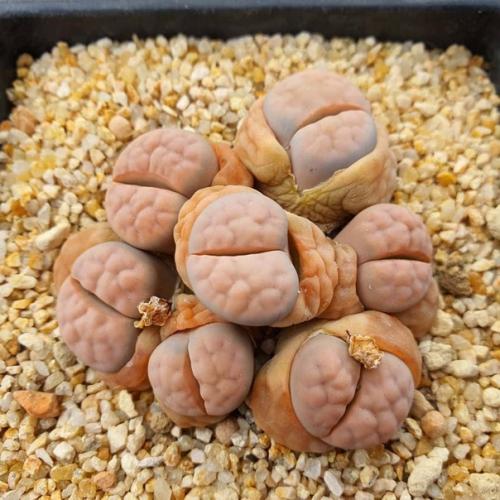 Подборка самых невероятных и красивых суккулентов! | Всё об интерьере ...