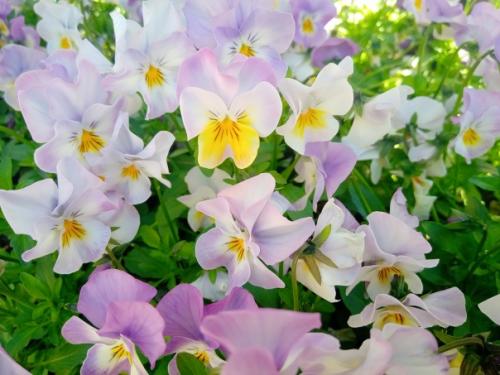 Очень весенняя петербургская прогулка. 01